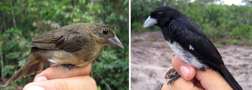  Fêmea e macho de tiê-bicudo no Alto Juruena. (fotos: Erasmo Santos e Carlos Candia-Gallardo)