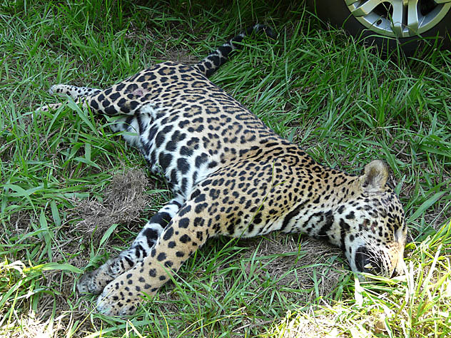 A onça atropelada em 2009 é exemplo dado no processo do IJA (foto Acervo PARNA  Iguaçu)