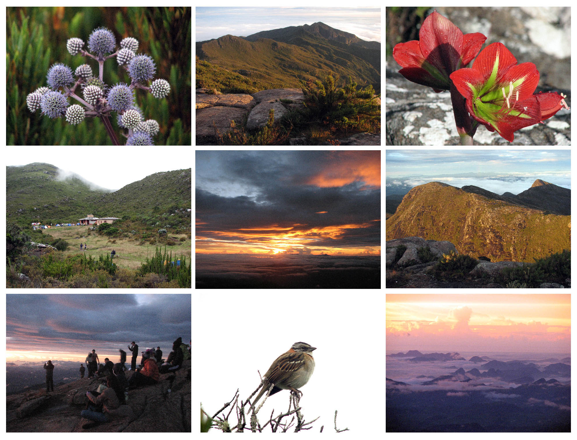 Nascer do sol desde o cume do pico da Bandeira, os picos do Calçado (2.849 m) e do Cristal (2.769 m), o campsite do Terreirão e um pouco de fauna e flora no parque nacional do Caparaó. Clique e confira em tamanho maior. fotos: Aldem Bourscheit