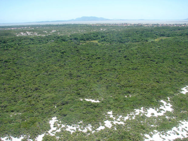 Restinga de Massambaba. Arraial-do-Cabo. Foto: Marco Anton