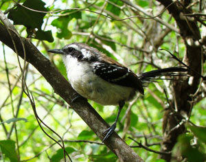 Formicivora fêmea. Foto: Luiz Freire