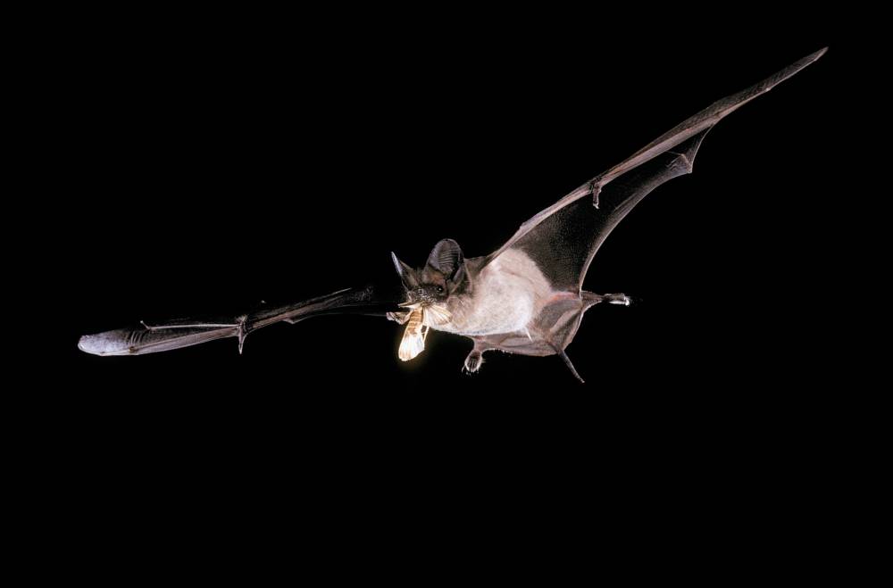 Devoradores de insetos, os morcegos garantem a saúde das lavouras nos EUA (foto: divulgação)