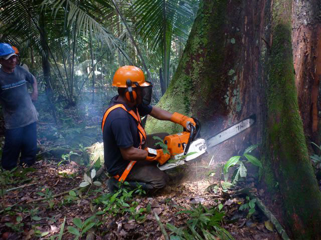 Corte da sapupema - curso de corte direcionado - Comunidade do Aninga (foto: divulgação) 