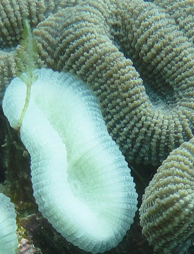 Dois pólipos de uma mesma colônia do coral Mussismilia harttii, um totalmente branqueamento e outro saudável (Outubro de 2010 - recife das Caramuanas, Ilha de Itaparica, Baía de Todos os Santos, Bahia). Crédito: RICARDO JESSOUROUN DE MIRANDA
