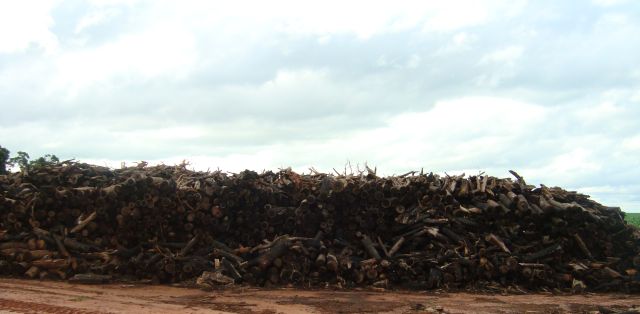 A Polícia Ambiental suspeita que  lenha seria utilizada em caldeiras de frigoríficos ou silos para secagem de grãos. (foto PMA-MS)