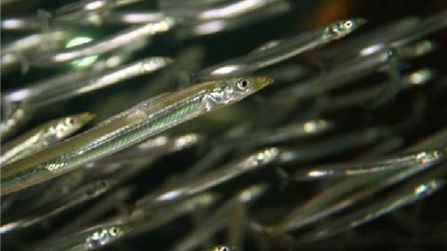 Enguias do Mar do Norte na região do parque eólico Horns Rev I. (fonte: relatório)