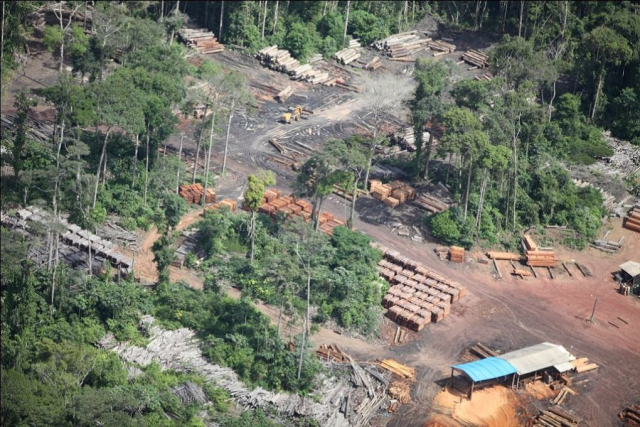 Imagem aérea do local, feitas pelo Greenpeace, repleta de toras. 