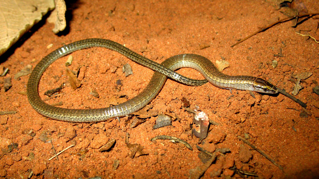 Bachia geralista. Foto: Mauro Teixeira Júnior.