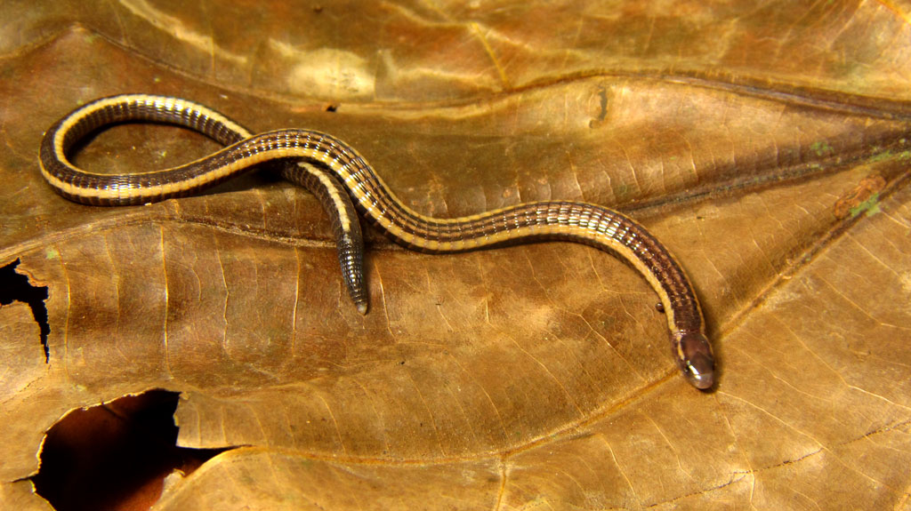 Bachia scaea: Parece cobra, mas é um lagarto. Foto: Mauro Teixeira Júnior.