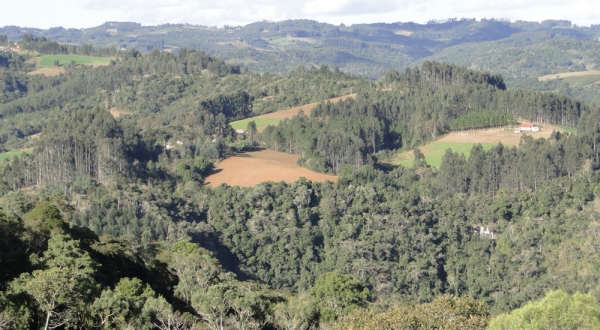 Paisagem: Reflorestamentos de eucalipto predominam na paisagem rural de pequenas propriedades em Santa Catarina  (foto: autor)