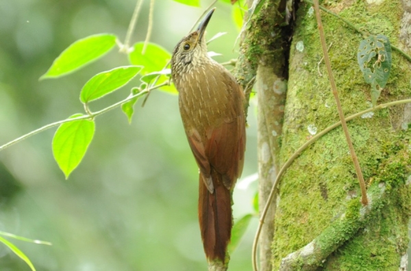 Arapaçu-grande (Dendrocolaptes platyrostris) oportunista, costuma se alimentar de abelhas nos apiários. Ataca também as formigas de correição.  (foto: autor)