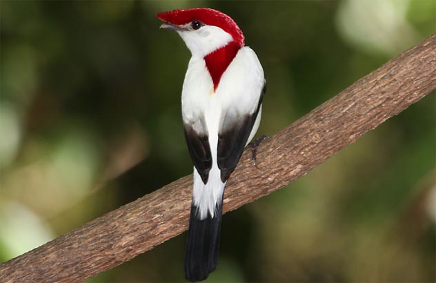 Um macho do Soldadinho-do-Araripe, espécie considerada criticamente ameaçada. (Foto: Ciro Albano)