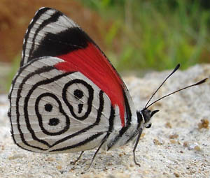 Borboleta 88 (Diaethria clymena meridionalis)