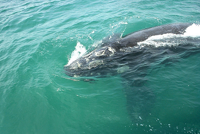 Baleia Franca na costa de Santa Catarina. Crédito: Marcos Nunes (marcosnunes.net)