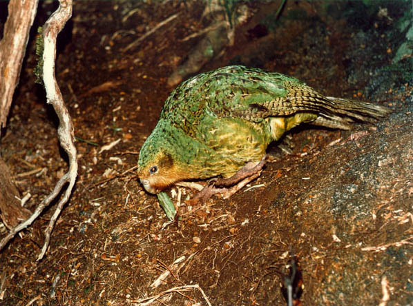 Kakapo, um papagaio noturno e que não voa. Mas ele não desiste de ser sedutor. Foto: kakapo.net