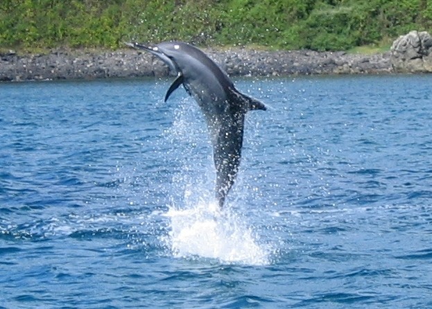 Milhares de pessoas visitam todos os anos as praias de Fernando de Noronha e se emocionam com os saltos dos golfinhos (foto José Martins/divulgação)