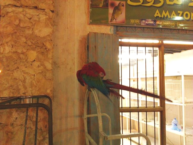 Uma arara-vermelha grande na loja Amazon World, no bazar de Doha, Catar. Solitária, esta ave certamente não está feliz (foto: Gustavo Faleiros)
