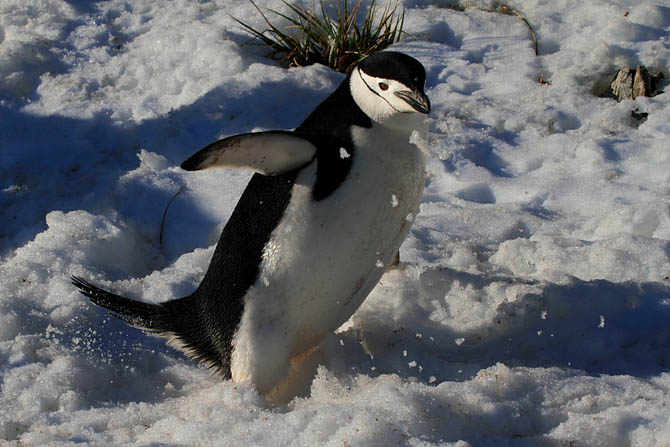 Um pinguim-de-barbicha (Pygoscelis antarcticus) escorrega na neve em South Georgia, uma das ilhas subantárticas. Foto: Fabio Olmos