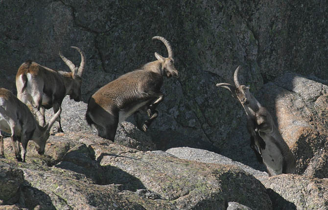 Cabras selvagens Capra pyrenaica lutam no Parque Nacional de Gredos, Espanha. Foto: Fabio Olmos