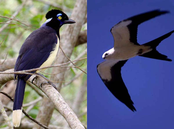 A gralha-picaça e o gavião-tesoura são espécies encontradas na Reserva Municipal Vale de Tucavaca. (Fotos: David Monniaux e Wikimedia)