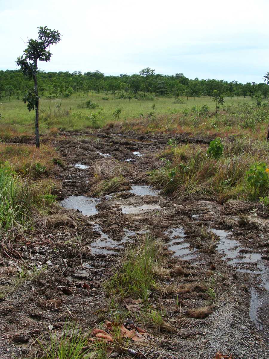 Marcas do trânsito de máquinas no Cerrado. (foto: ICMBIO)