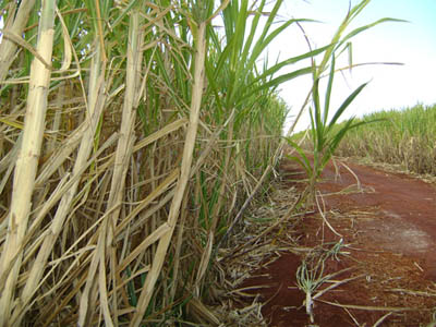 Cultivo de cana em área do Pantanal. Foto: Rios Vivos