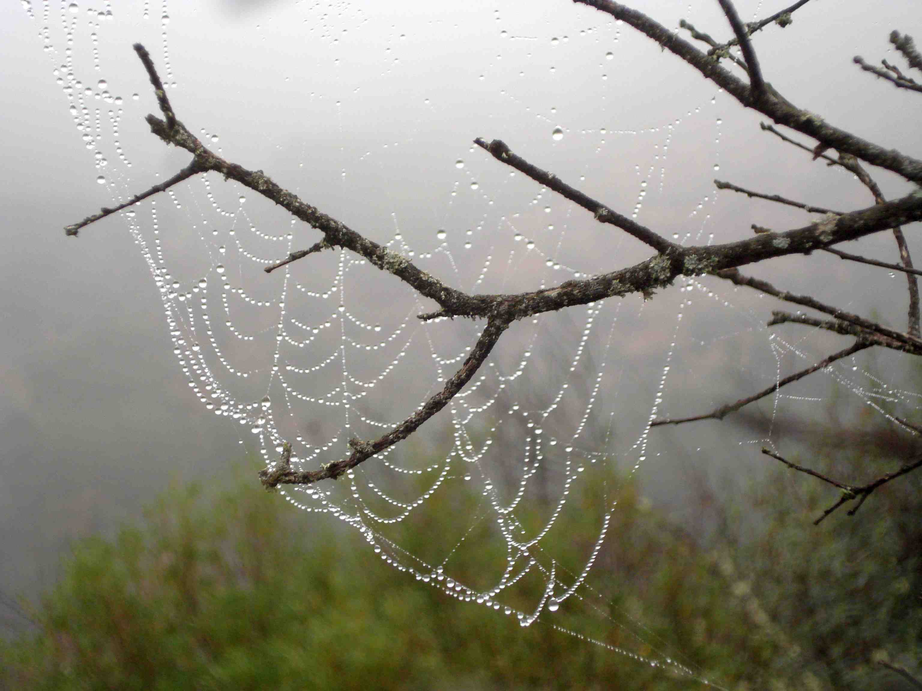 Teia de Aranha em Monfrague (foto: Pedro da Cunha e Menezes)