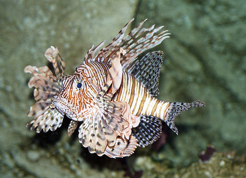 Cores vivas, listras, exuberância nas nadadeiras fizeram do peixe-leão um troféu entre donos de aquários, antes de se tornar o terror do Atlântico. Foto: Brian Snelson