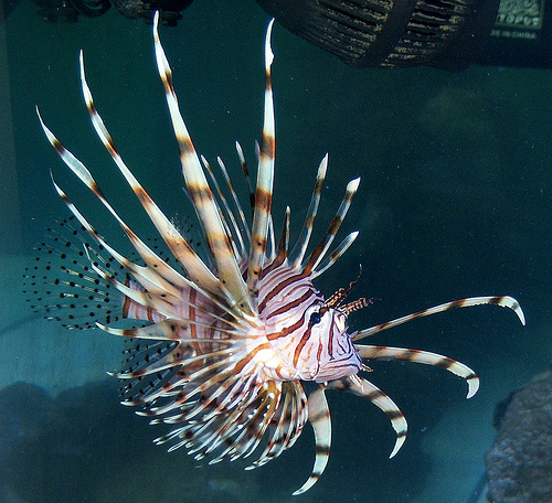 Peixe-leão vermelho é natural dos oceanos Índico e Pacífico, mas agora espalham-se pelo Atlântico ocidental, desde os primeiras avistagens no Golfo do México. Foto: Bigisbetter