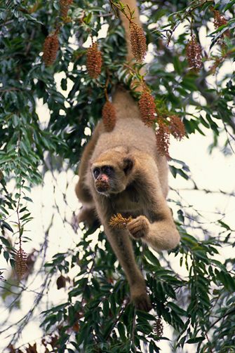 Brachyteles hypoxanthus. Foto: Adriano Gambarini - Banco de Imagens CPB/ICMBio