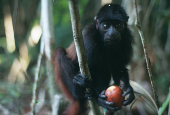 Cacajao hosomi. Fonte: Jean Philipe Boubli - Banco de Imagens CPB/ICMBio