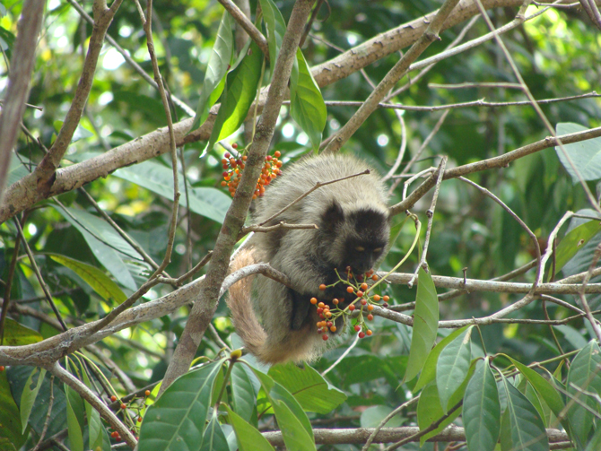 Espécie de guigó, Callicebus coimbral vive nas matas escassas e ameaçadas do Nordeste. Por isso ganharam unidade de conservação em Sergipe. Foto: João Pedro de Souza-Alves | Clique para ampliar a imagem.