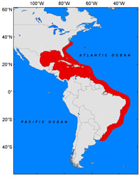 Previsão de que a ocupação do peixe-leão seja irresistível e alcance as águas do Rio Grande do Sul.