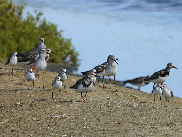 Publicação trata o vira-pedras como espécie sob ameaça embora lista da UICN considere a ameaça sobre essa ave como pouco preocupante. Foto: Ciro Albano