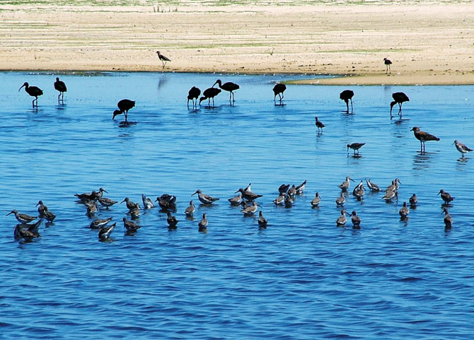 Maçarico-pernilongo (Micropalama himantopus) em voo na Praia da Capilha, no Rio Grande do Sul. A ave também é encontrada no litoral do Nordeste, no interior das regiões Norte, Centro-Oeste e em outros países. Foto: Rafael A. Dias