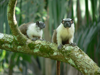 Saguinus bicolor. Fonte: Robson Czaban - Banco de Imagens CPB/ICMBio 