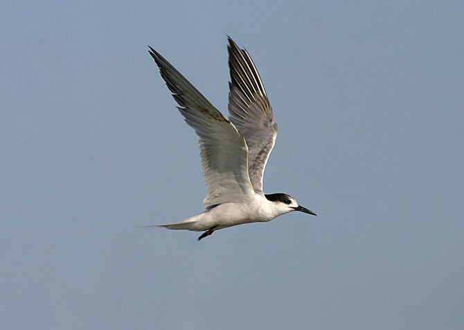 Trinta-réis-boreal (Sterna hirundo) viaja da América do Norte até a América do Sul, sempre pelo litoral. Foto: Ciro Albano