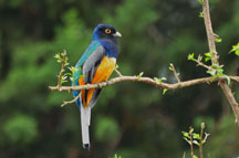 Surucua variado (Trogon surrucura). Foto: Guilherme Serpa