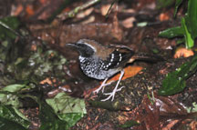 Papa-formigas-de-grota (Myrmeciza squamosa). Foto: Guilherme Serpa