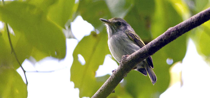 Grilinho-de-caxias (Myiornis sp) (Foto: Firmino Filho)