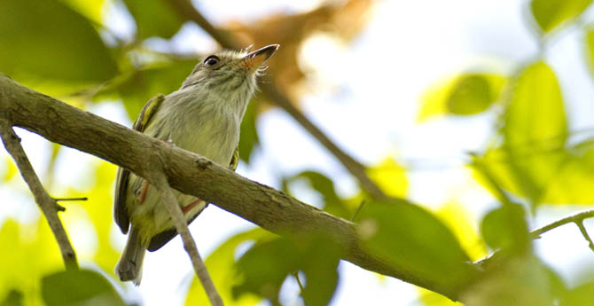 Grilinho-de-caxias (Myiornis sp) (Foto: Ciro Albano)