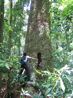 Pequena diante do gigante Jequitibá. Foto: Duda Menegassi