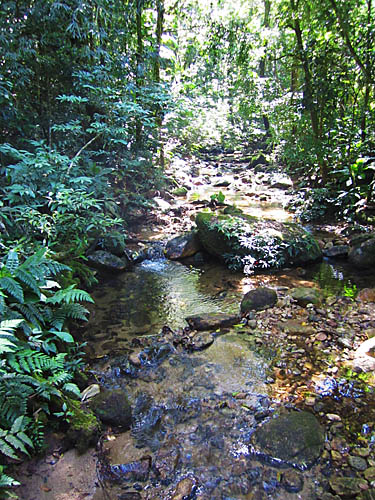 Os rios e nascentes do Parque e sua importância no abastecimento da cidade foram o motor para preservação da mata no entorno. (Foto: Duda Menegassi)