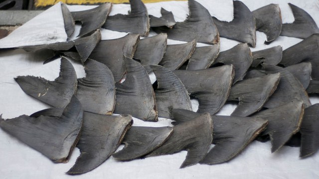Barbatanas de tubarão secando em Hong Kong. Foto: wikimedia