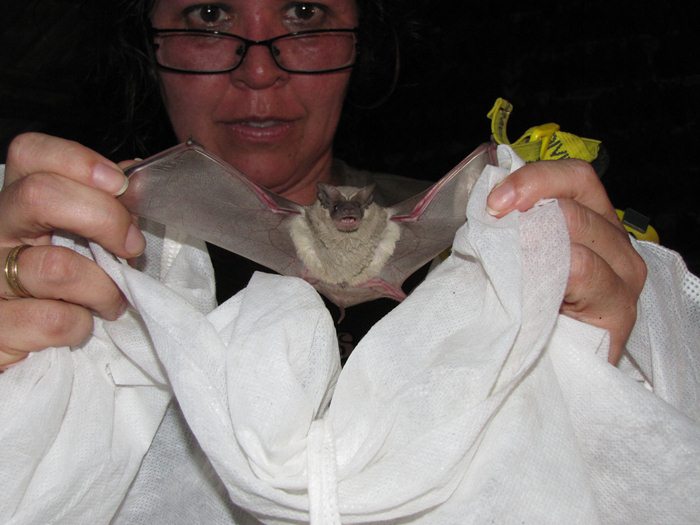 Tadarida brasiliensis com leucismo encontrado em janeiro de 2010 em Porto Alegre. (foto: Aline Brasil)