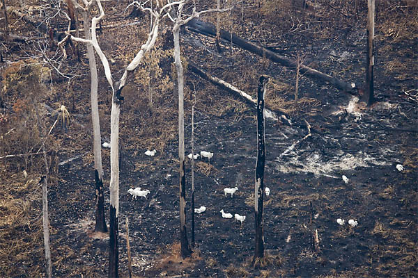 Boiada na Amazônia: causa de desmatamento, mas empresas do setor não disponibilizam informação sobre pegada florestal. (Foto: Beltra/Greenpeace)