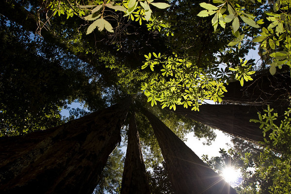 A Província Florística da Califórnia é uma zona de clima do tipo mediterrâneo, que possui altos índices de plantas endêmicas. É o lar da sequoia gigante, o maior organismo vivo do planeta, e alguns dos últimos condores da Califórnia, a maior ave da América do Norte. É o local de maior reprodução de aves dos Estados Unidos. Diversas espécies de grandes mamíferos antes encontrados nesse local estão extintas, incluindo o urso cinzento (Ursus arctos), que aparece na bandeira da Califórnia e tem sido símbolo do estado há mais de 150 anos. A vasta destruição causada pela agricultura comercial é uma grande ameaça para a região, que gera metade de todos os produtos agrícolas utilizados pelos consumidores dos EUA. O hotspot é também fortemente ameaçado pela expansão de áreas urbanas, poluição e construção de estradas, o que tornou a Califórnia um dos quatro estados mais ambientalmente degradados do país. Hoje, apenas cerca de 10% da vegetação original permanecem mais ou menos intactos. (foto: © William Crosse)