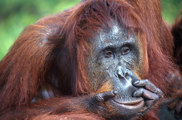 O hotspot de Sunda cobre a metade ocidental do arquipélago Indo-Maláio, um arco de cerca de 17 mil ilhas equatoriais, dominado pelas duas maiores ilhas do mundo: Boréo e Sumatra. Suas espetaculares flora e fauna estão sucumbindo devido ao crescimento explosivo da indústria florestal e do comércio internacional de animais que consome tigres, macacos e espécies de tartarugas para alimentos e remédios em outros países. Populações de orangotangos, encontradas apenas nessas florestas, estão em dramático declínio. Alguns dos maiores refúgios de espécies de rinocerontes do sudeste asiático são também encontrados nas ilhas de Java e Sumatra. Assim como ocorre na maioria das áreas tropicais, suas florestas estão sendo dizimadas para usos comerciais. A produção de borracha, óleo de dendê e celulose são os três principais fatores que levam à degradação e destruição da biodiversidade de Sunda. Em Sumatra, o corte e extração insustentável e ilegal de madeira e outros produtos florestais são generalizados para abastecer a alta demanda da China, América do Norte, Europa e Japão. Hoje, apenas cerca de 7% da extensão original da floresta permanecem mais ou menos intactos.(© Conservation International/Haroldo Castro)