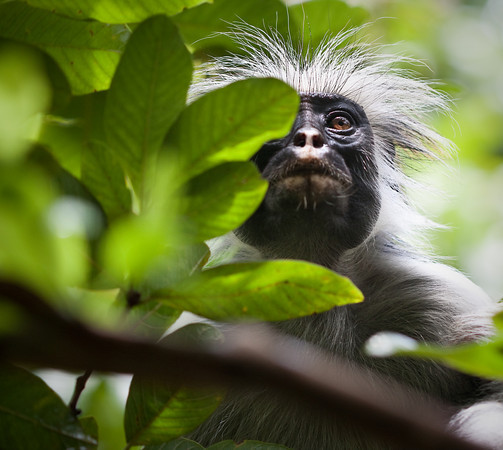 Apesar de pequenos e fragmentados, os remanescentes que formam as Florestas Costeiras da África Oriental contêm níveis extraordinários de biodiversidade. As 40 mil variedades cultivadas da violeta africana, que forma a base de um comércio global de folhagens que movimenta US$100 milhões anualmente, são todas derivadas de um punhado de espécies encontradas nas florestas costeiras da Tanzânia e do Quênia. Cerca de 200 mamíferos são encontrados no hotspot, sendo 11 endêmicos, incluindo o musaranho-elefante (Rhynchocyon chrysopygus). Os primatas são espécies-símbolo para esse hotspot, incluindo três espécies de macacos endêmicos, duas das quais podem ser encontradas ao longo do rio Tana, que corta o Quênia Central. A expansão agrícola continua sendo a maior ameaça para as Florestas Costeiras da África Oriental. Devido à pobre qualidade do solo e a uma tendência de crescimento populacional, a agricultura de subsistência, assim como as fazendas comerciais, continua a consumir mais e mais dos recursos naturais da região, com apenas 10% restante das florestas originais.(© Robin Moore/iLCP)