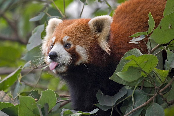 As Montanhas do Centro-Sul da China apresentam uma ampla gama de hábitats incluindo a flora temperada com a maior taxa de endemismo no mundo. O ameaçado panda gigante (Ailuropoda melanoleuca), que é quase totalmente restrito a essas pequenas florestas, é a bandeira da conservação da região. Essas montanhas também alimentam a maioria dos sistemas hídricos da Ásia, incluindo diversas ramificações do rio Yangtze. O Rio Mekong corta a província de Yunnan e o Laos, o Camboja e o Vietnã em seu curso até o mar do sul da China. O Nujiang atinge o Oceano Índico pela província de Yunnan e Burma. As atividades ilegais de caça, coleta de lenha e pastagem são algumas das principais ameaças à biodiversidade da região. A construção da maior barragem do mundo, a de Três Gargantas, no rio Yangtze, já ameaçou e continua ameaçando fortemente a biodiversidade da área. A construção de barragens está sendo planejada em todos os rios principais da floresta, o que deve afetar os ecossistemas e a subsistência de milhões de pessoas. Ao todo, apenas cerca de 8% da extensão original do hotspot permanecem em condições inalteradas. (© Conservation International / photo by Piotr Naskrecki)  